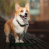 welsh corgi